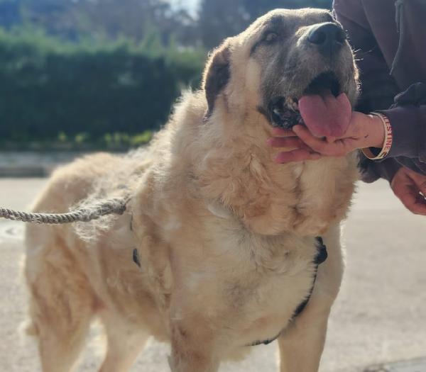 Hulk: gigante buono educato e coccolone  Foto 7